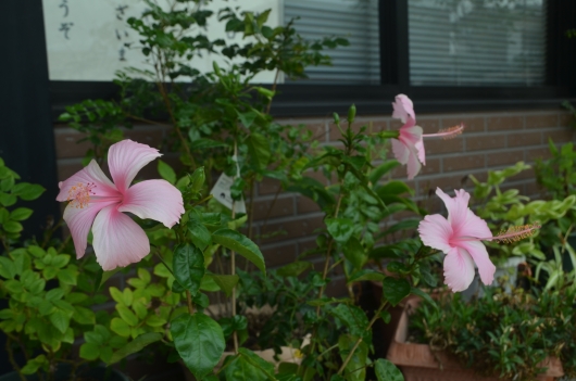 DSC_0127.JPG